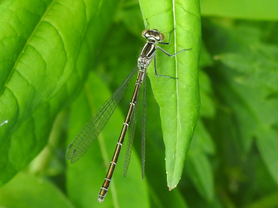 Coenagrion hastulatum female